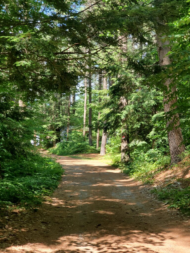 A peaceful forest trail surrounded by tall trees and soft sunlight filtering through the canopy.